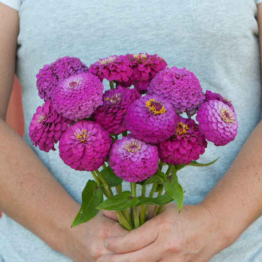 Zinnia 'Oklahoma Carmine'