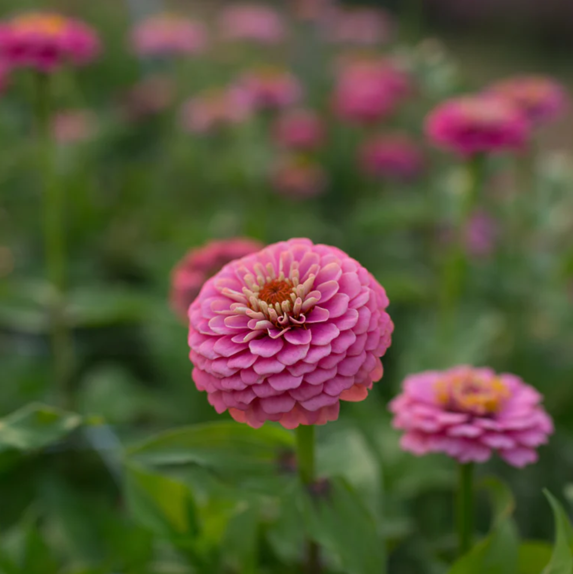 Zinnia 'Oklahoma Pink'