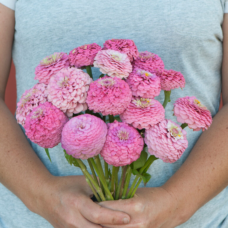 Zinnia 'Oklahoma Pink'