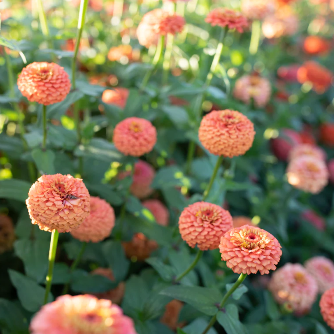 Zinnia 'Oklahoma Salmon'