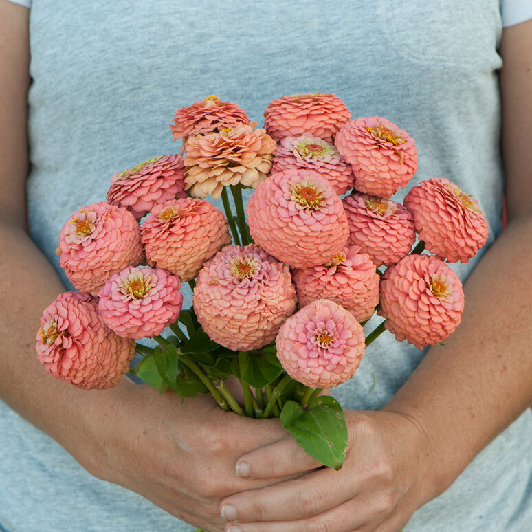 Zinnia 'Oklahoma Salmon'