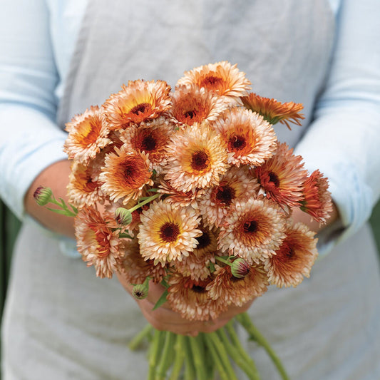 Calendula 'Orange Flash'