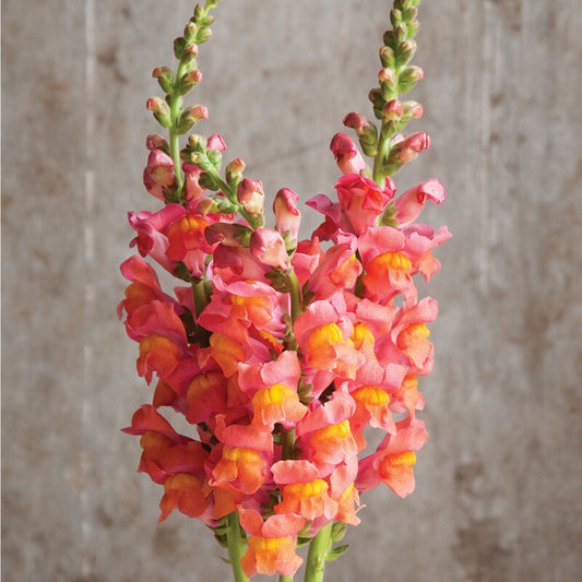 Snapdragon 'Potomac Orange Wonder'