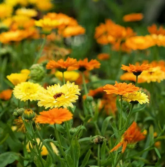 Calendula 'Pacific Beauty Mix'