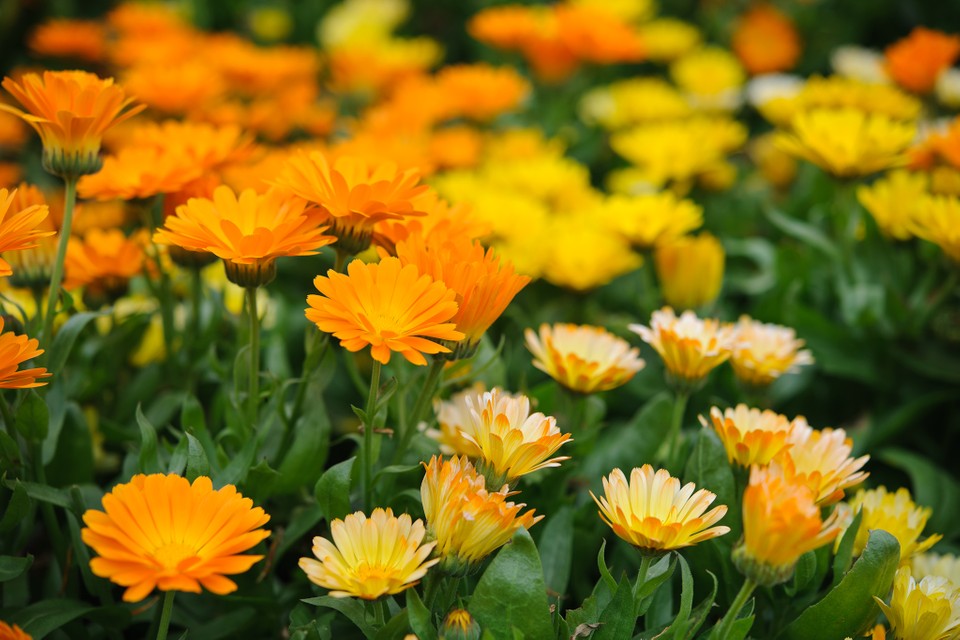 Calendula 'Pacific Beauty Mix'