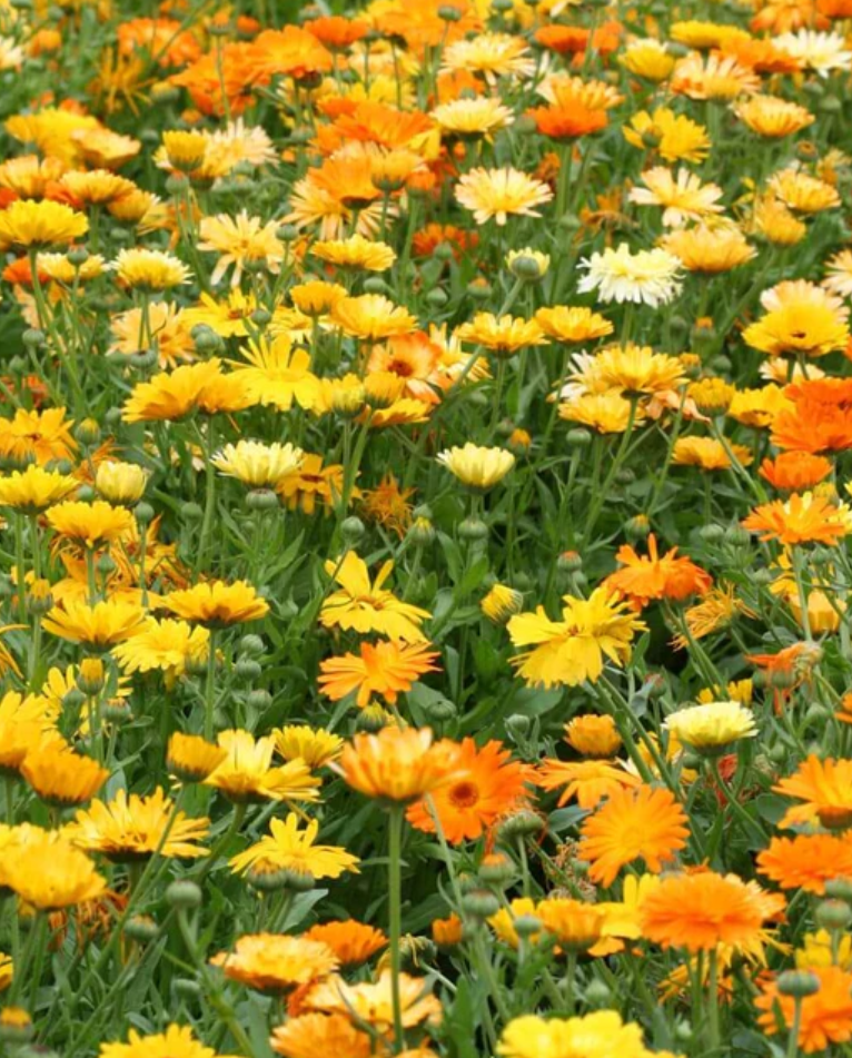 Calendula 'Pacific Beauty Mix'