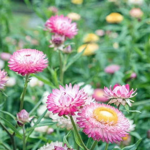 Strawflower 'Bright Rose'