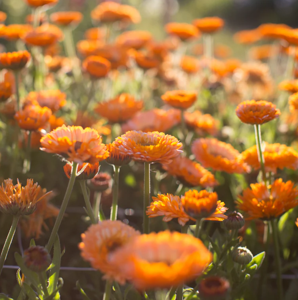 Calendula 'Pink Surprise'