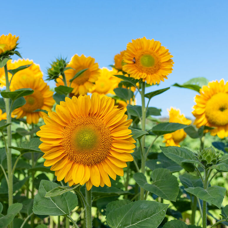 Sunflower 'Gold Lite'