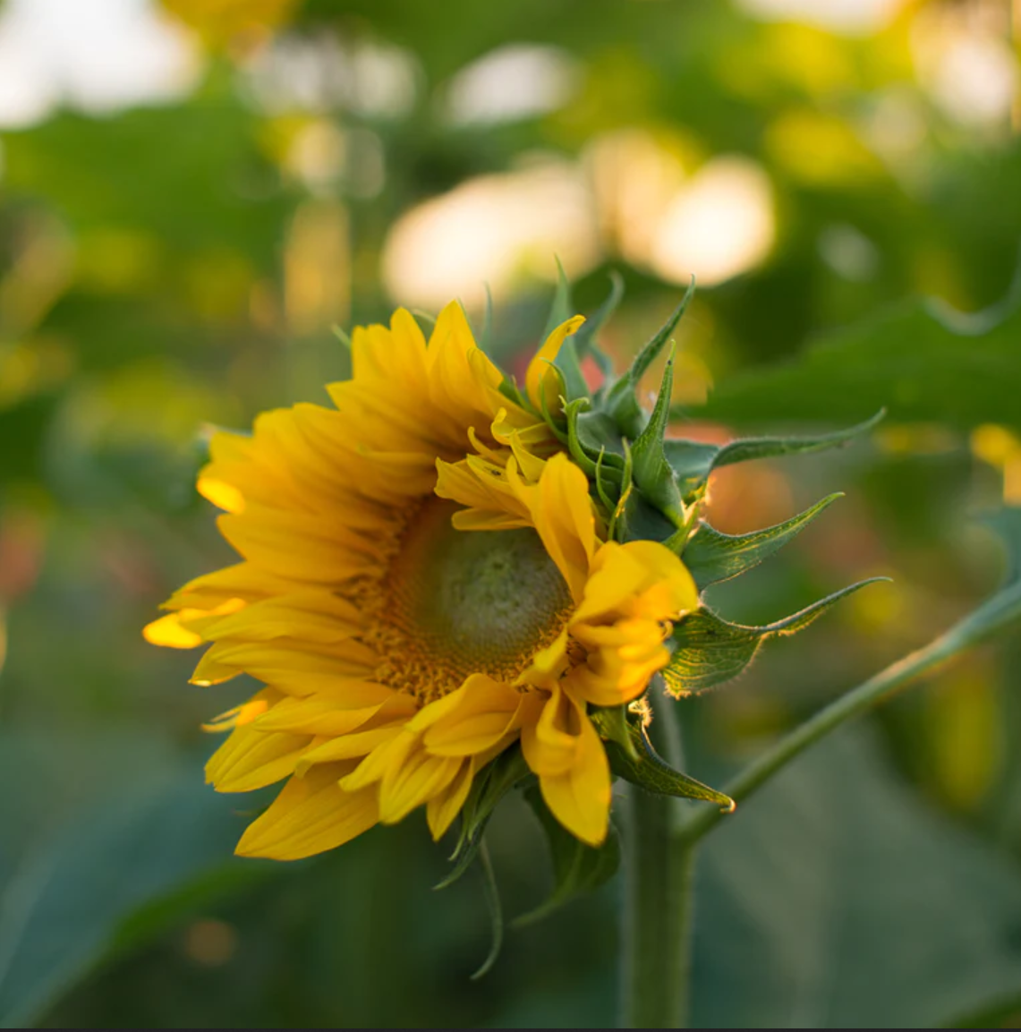 Sunflower 'Gold Lite'