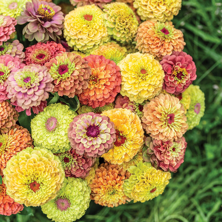 Zinnia 'Queeny Mix'