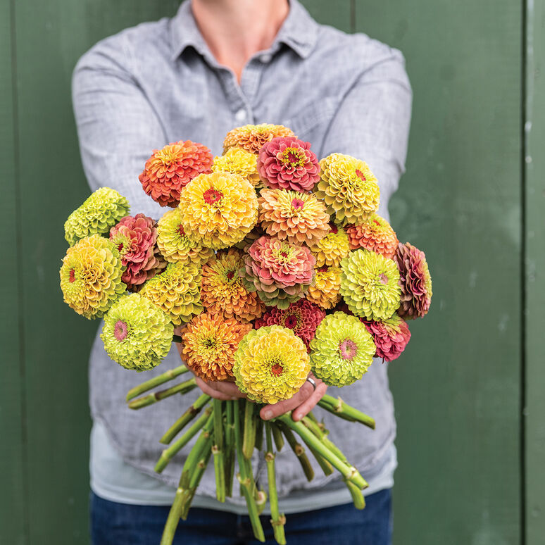 Zinnia 'Queeny Mix'