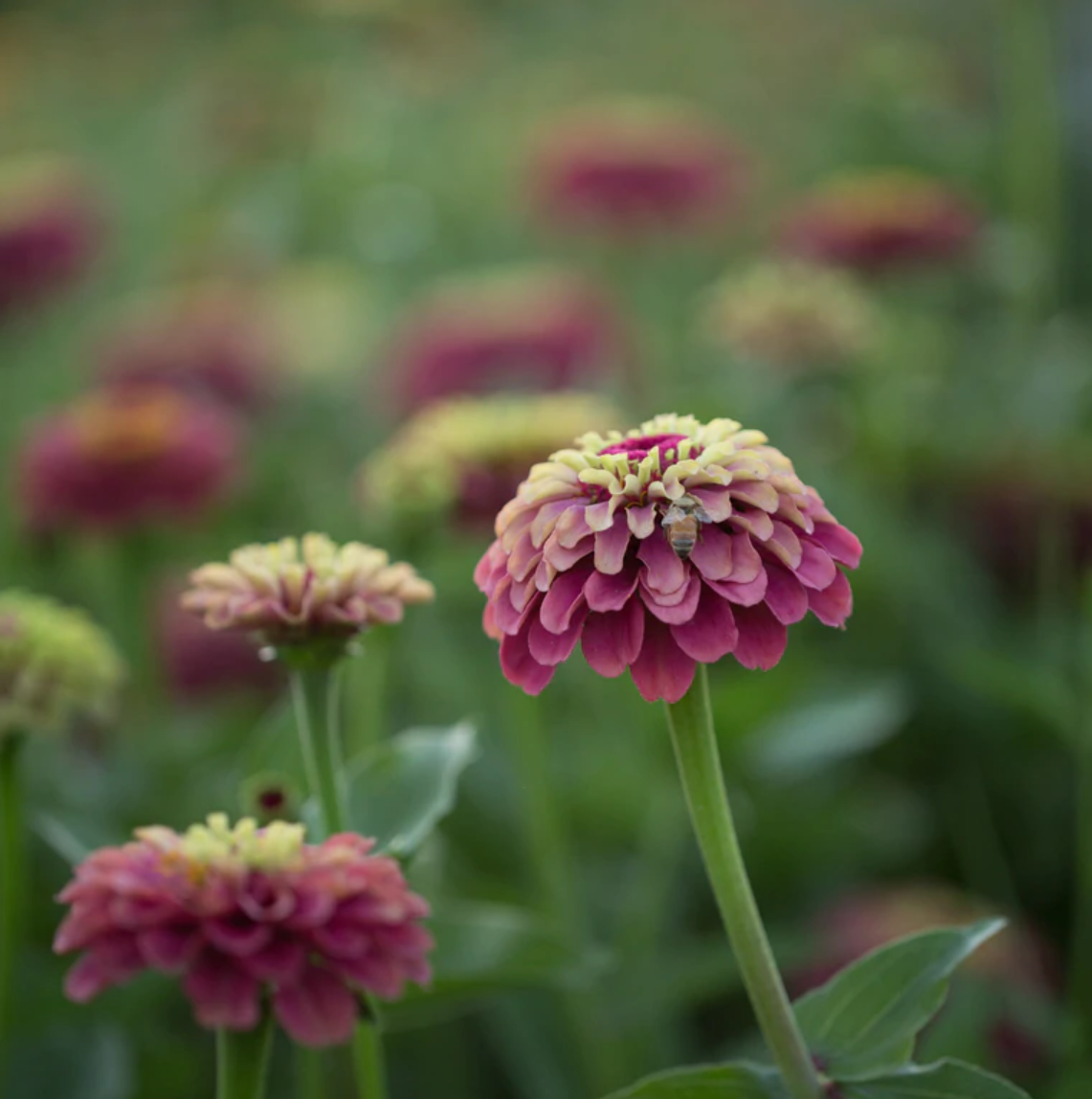 Zinnia 'Queeny Lime Red'