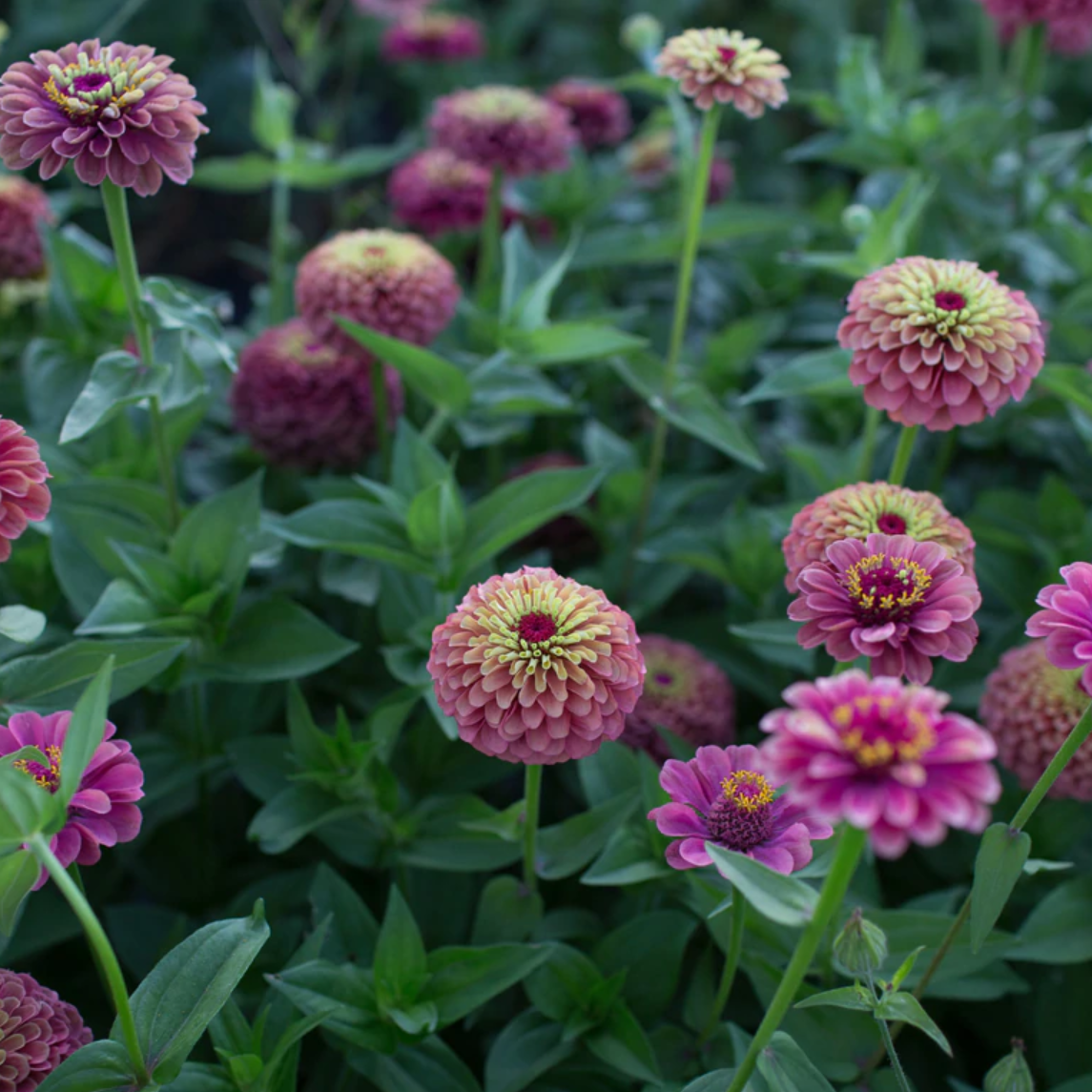 Zinnia 'Queeny Lime Red'