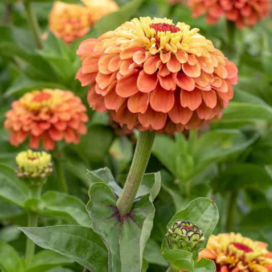 Zinnia 'Queeny Lime Orange'