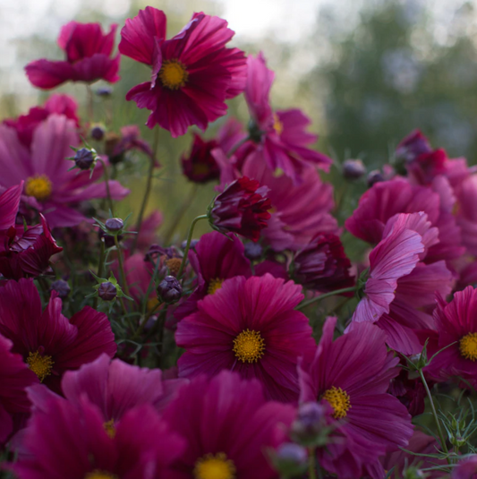 Cosmos 'Rubenza'