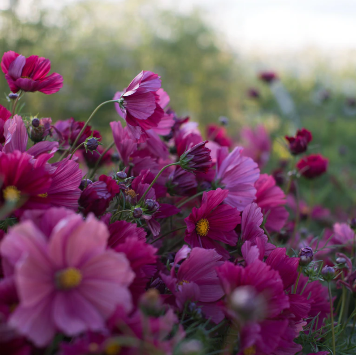 Cosmos 'Rubenza'