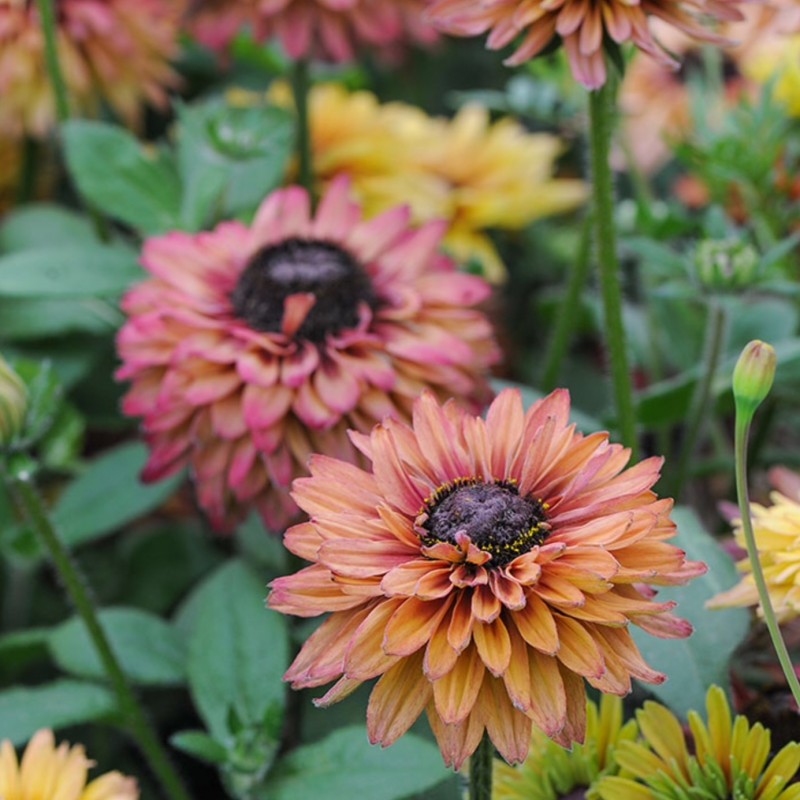 Rudbeckia 'Caramel'