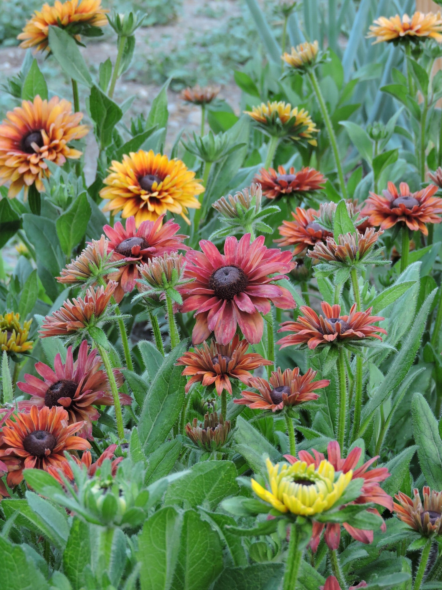 Rudbeckia 'Caramel'