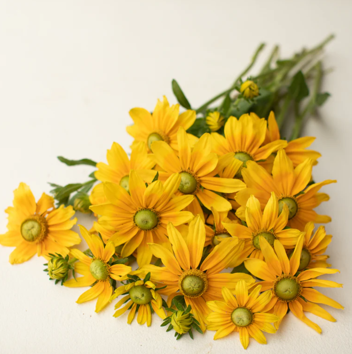 Rudbeckia 'Prairie Sun'