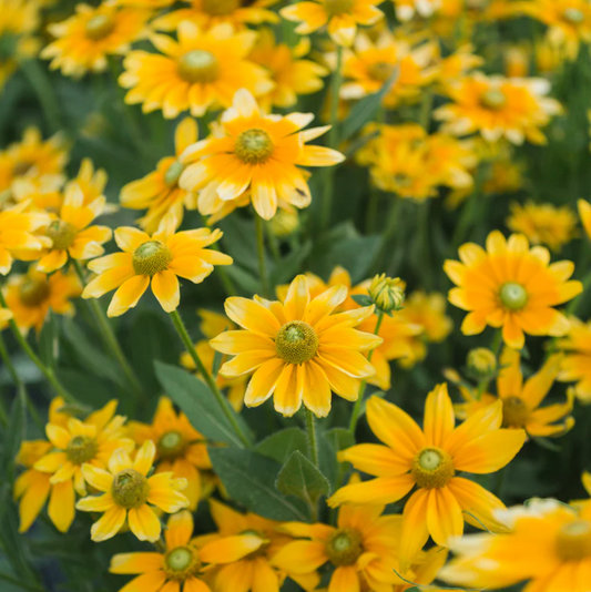 Rudbeckia 'Prairie Sun'