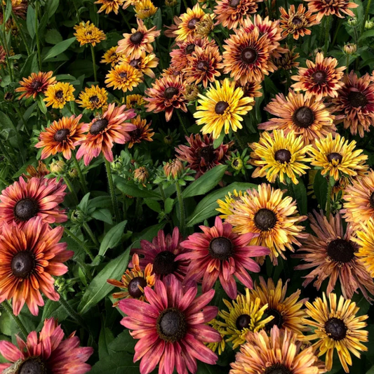 Rudbeckia 'Sahara'