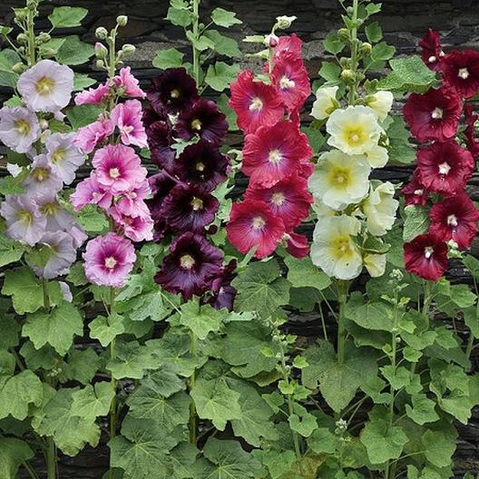 Hollyhock 'Country Romance'