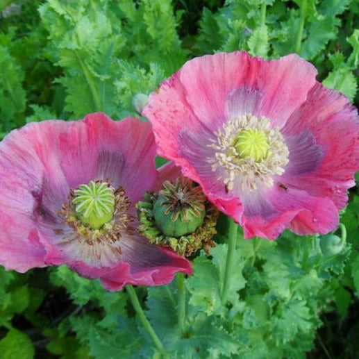 Poppy 'Hens N Chicks'