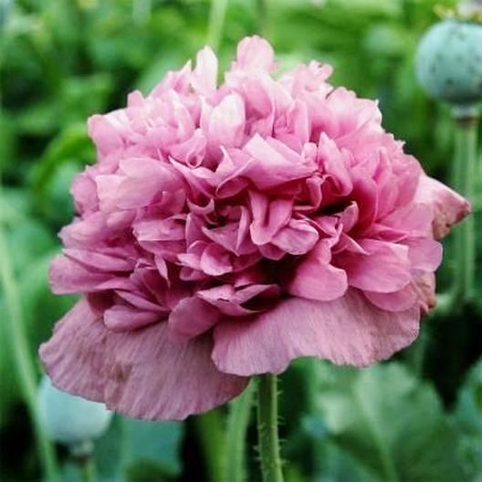 Poppy 'Violetta Peony'