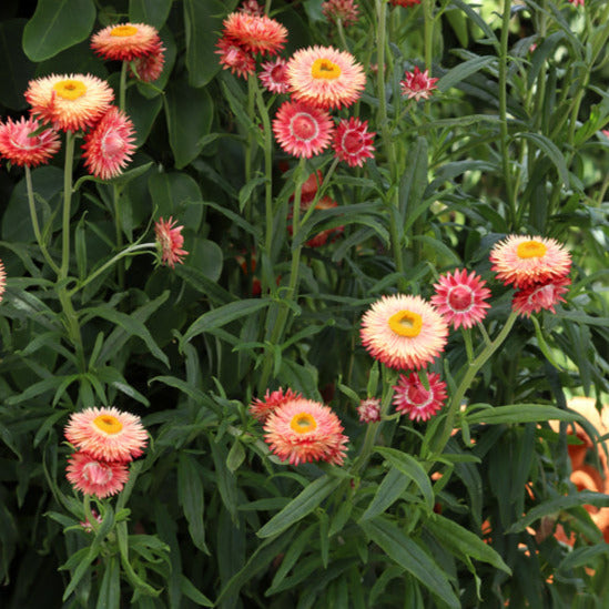 Strawflower 'Raspberry Rose'