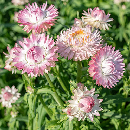 Strawflower 'Silvery Rose'