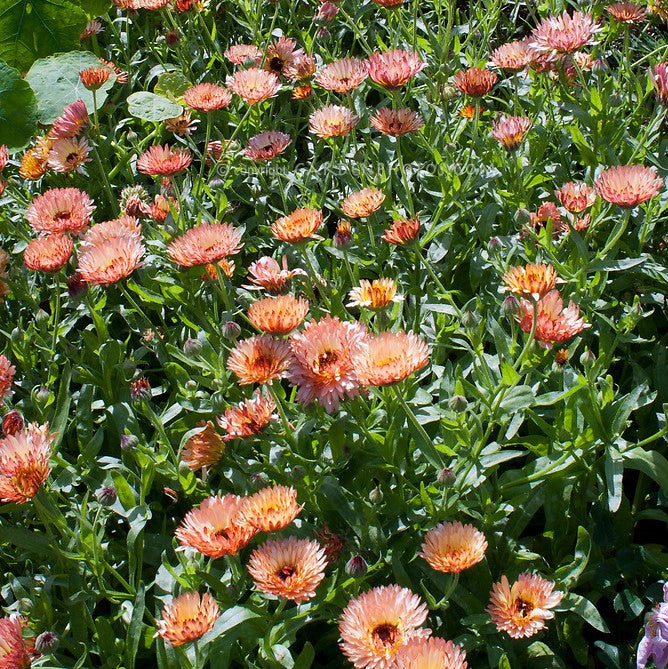 Calendula 'Sunset Buff'