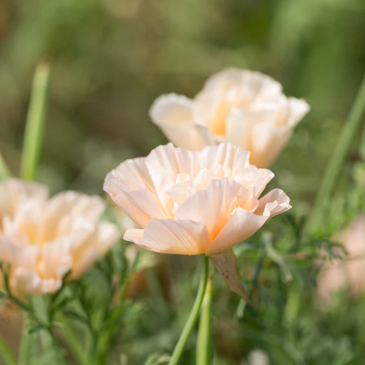 Poppy 'Thai Silk Pink Champagne'