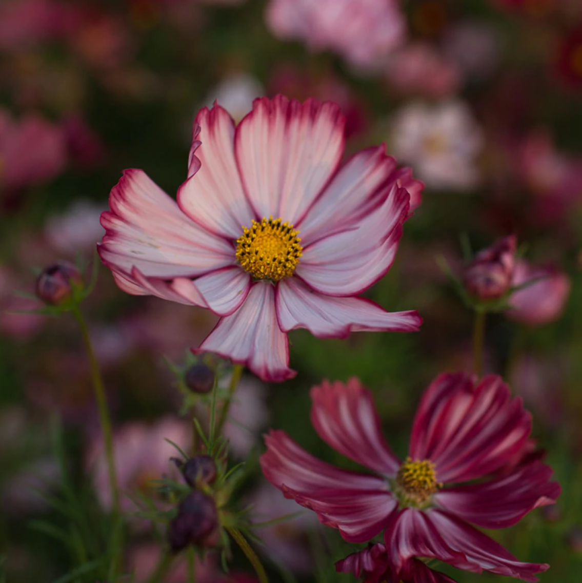 Cosmos 'Veloutte'