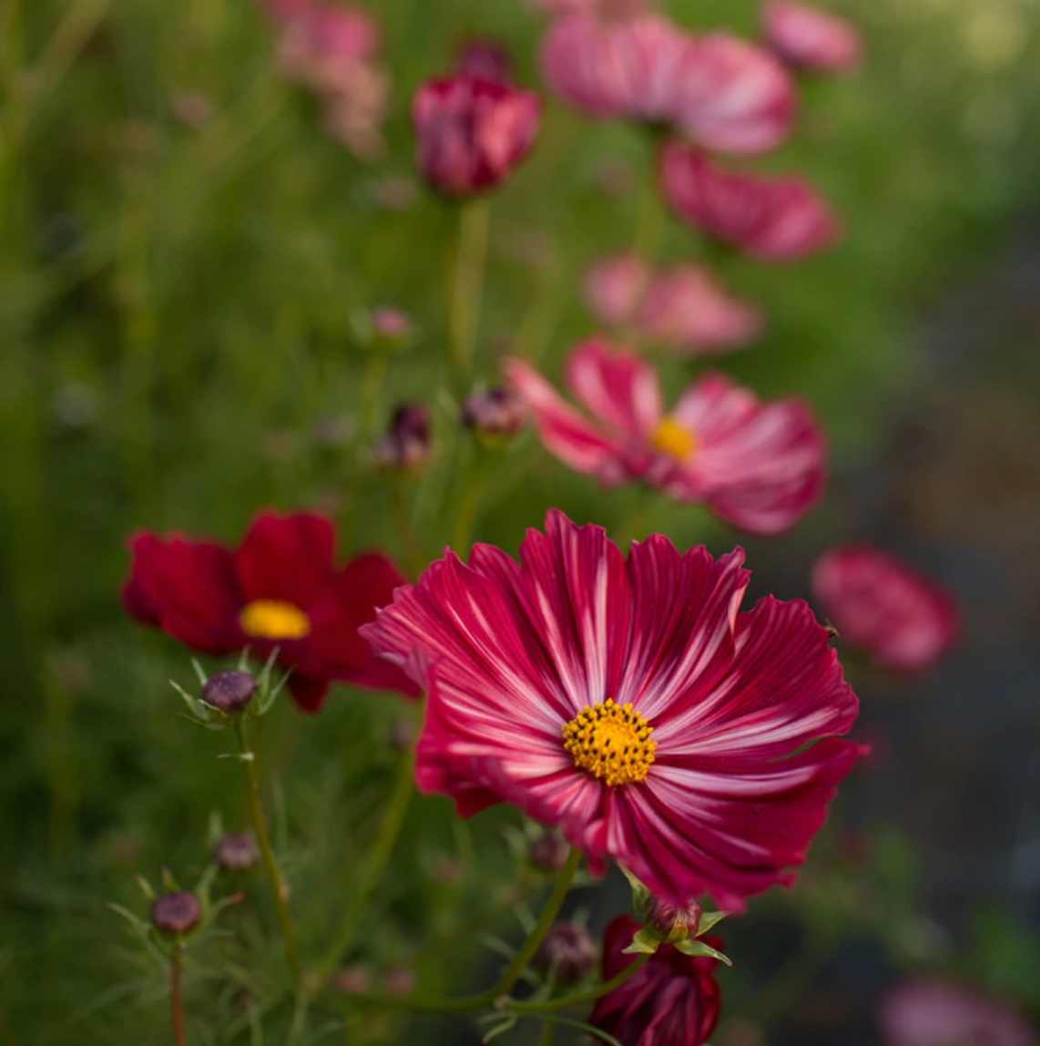 Cosmos 'Veloutte'