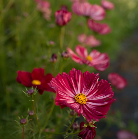 Cosmos 'Veloutte'