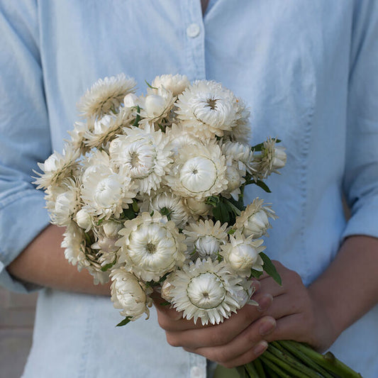 Strawflower 'Vintage White'