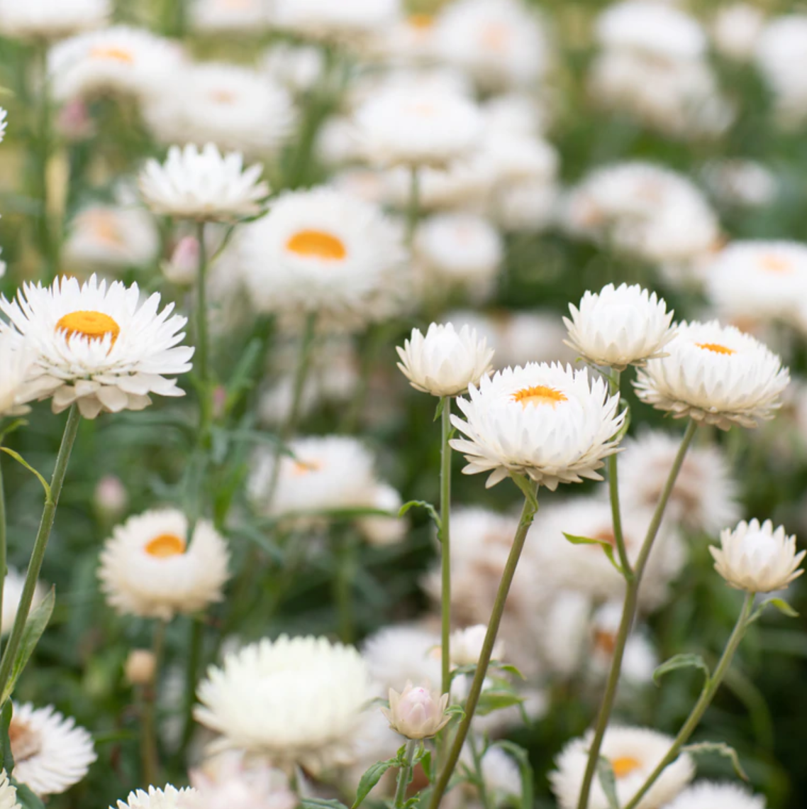 Strawflower 'Vintage White'