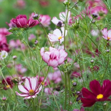 Cosmos 'Veloutte'