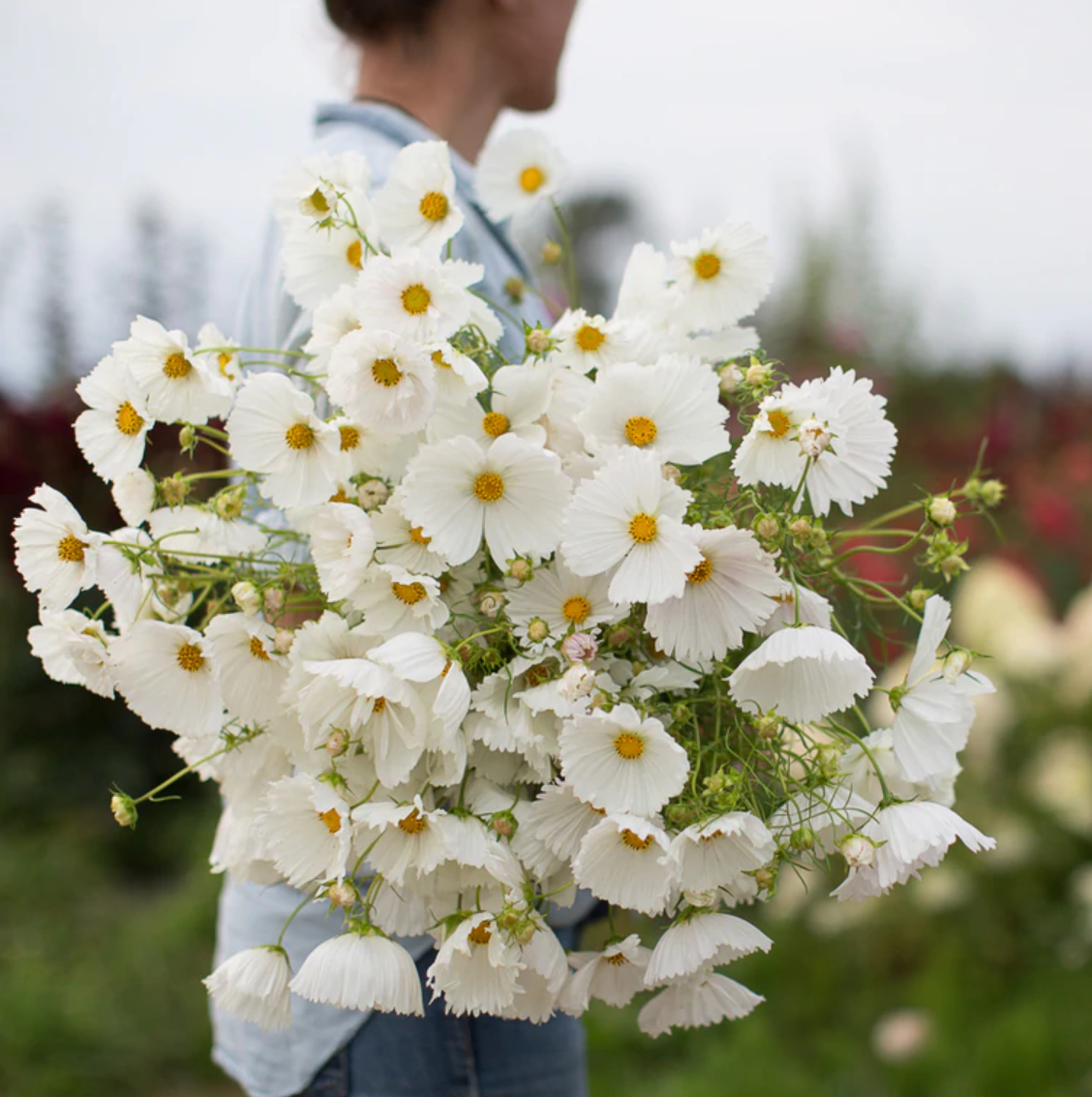 Cosmos 'Cupcakes White'