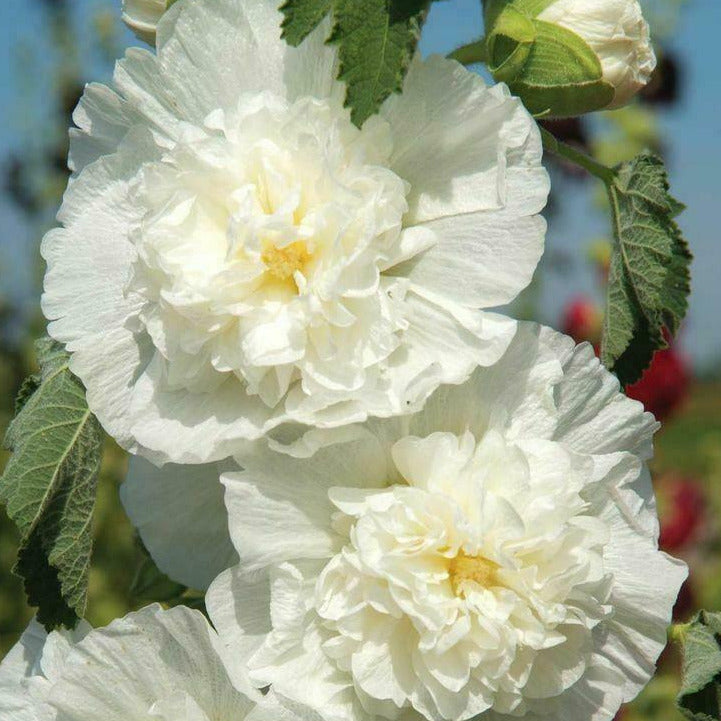 Hollyhock 'Chater's Icicle White'