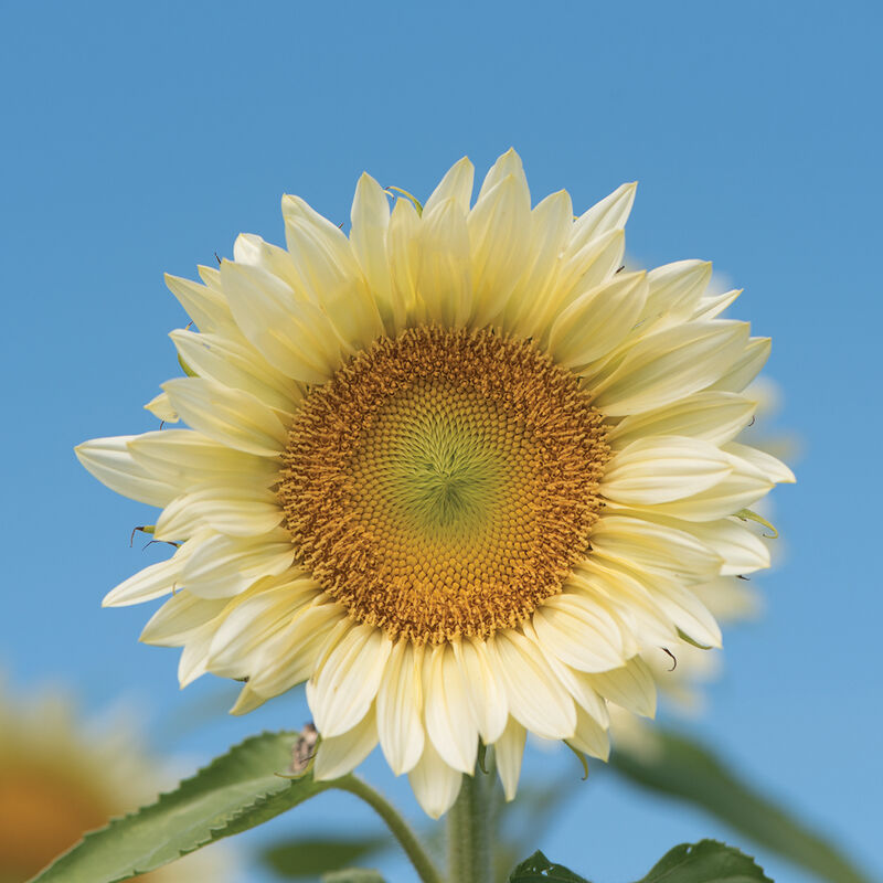 Sunflower 'White Lite'