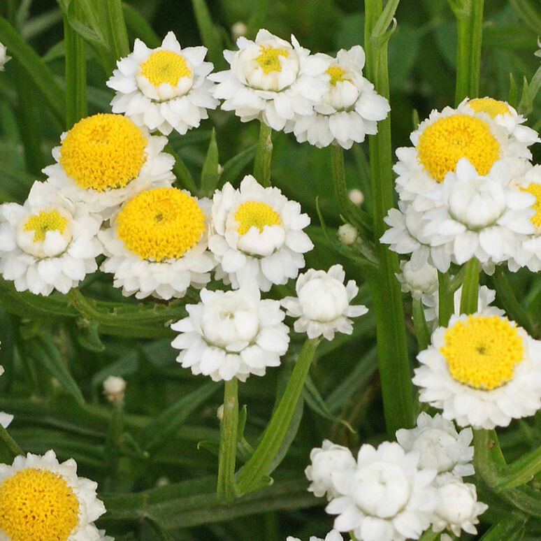 Ammobium 'Winged Everlasting'