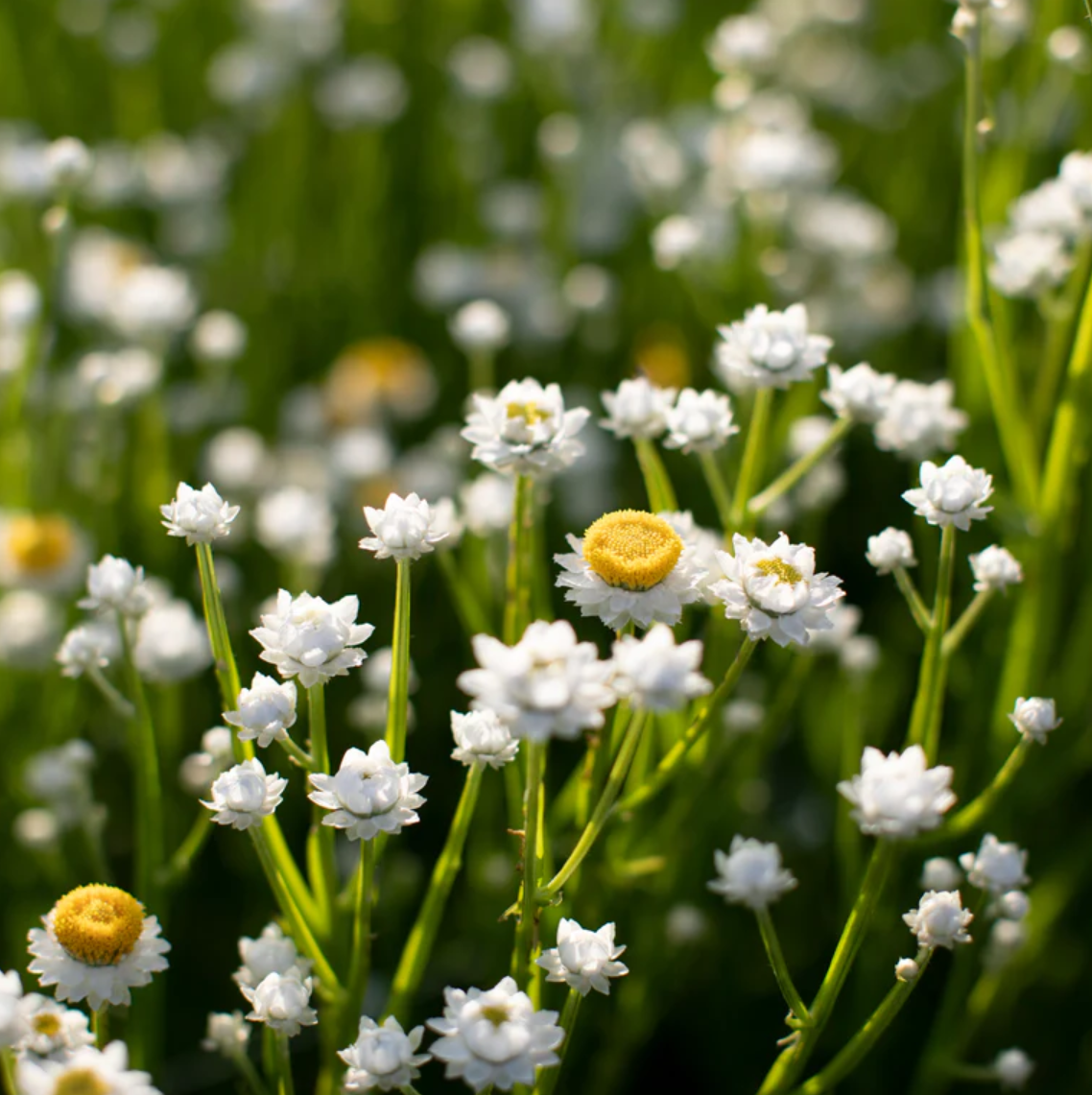 Ammobium 'Winged Everlasting'