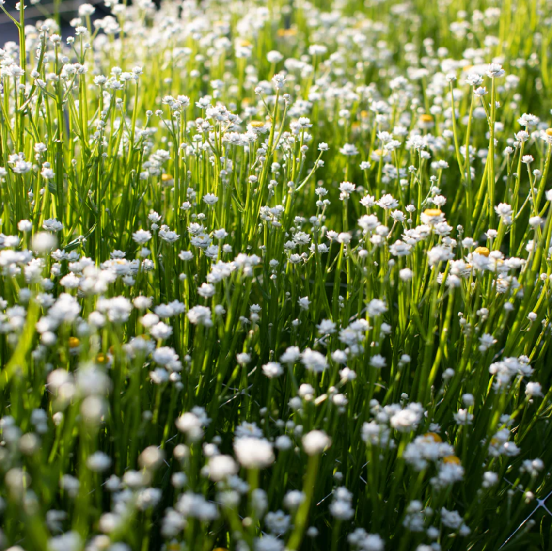 Ammobium 'Winged Everlasting'