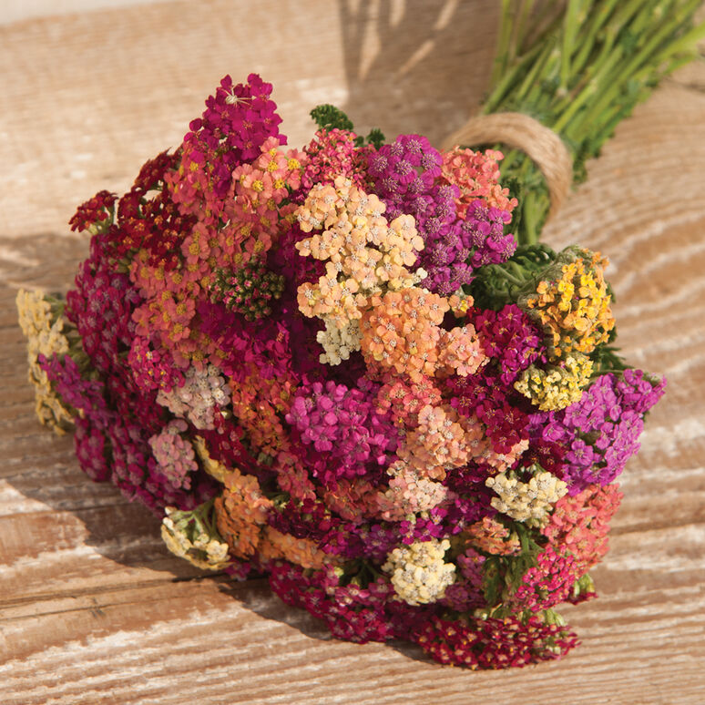 Yarrow 'Colorado Mix'