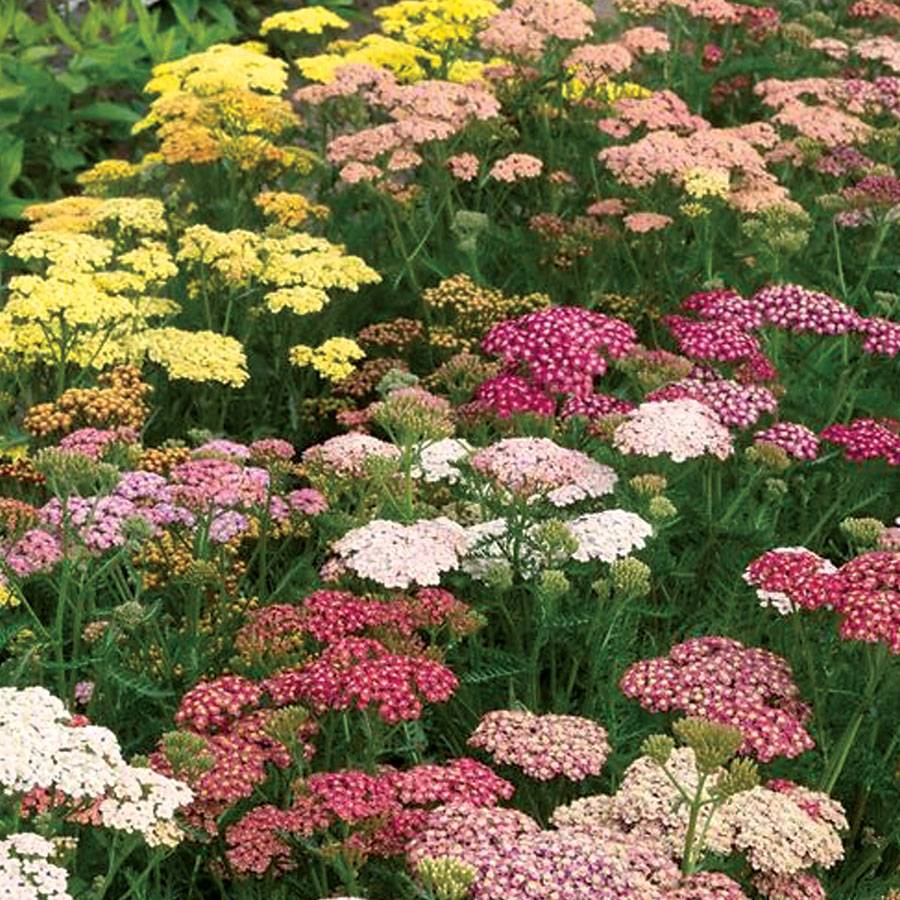 Yarrow 'Rainbow Mix'