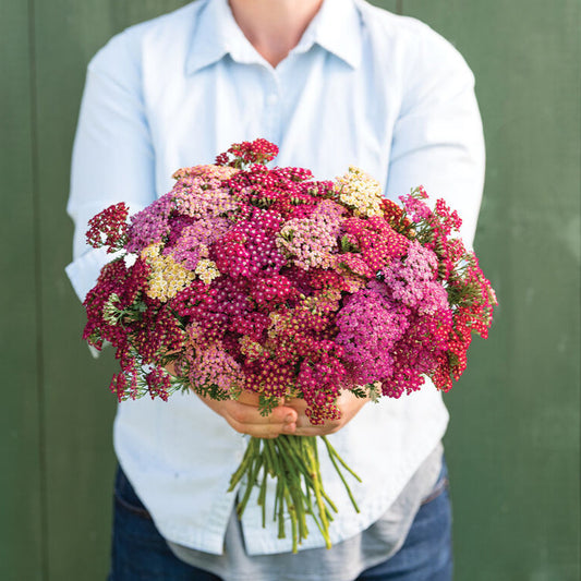 Yarrow 'Flowerburst Red Shades'