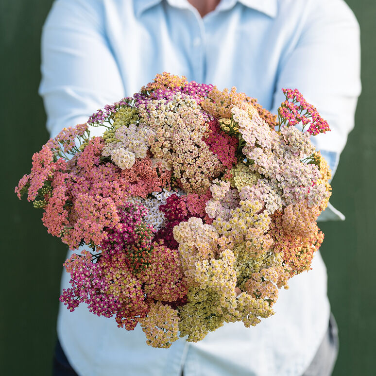 Yarrow 'Summer Berries'