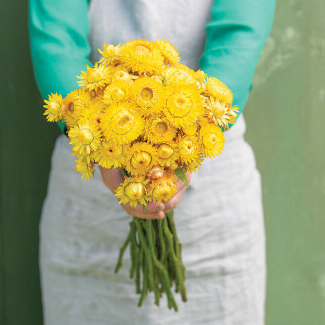 Strawflower 'Lemon Yellow'